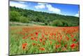 Photographic Print