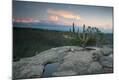 Photographic Print