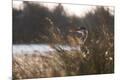 Premium Photographic Print