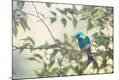 Photographic Print