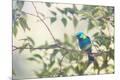 Photographic Print