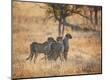 Photographic Print
