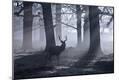 Photographic Print