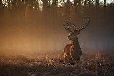 A Red Deer Buck, Cervus Elaphus, Comes Out from the Forest-Alex Saberi-Photographic Print