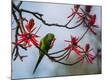 Photographic Print