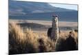 Photographic Print