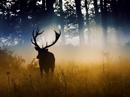 Premium Photographic Print, , large