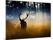 Premium Photographic Print