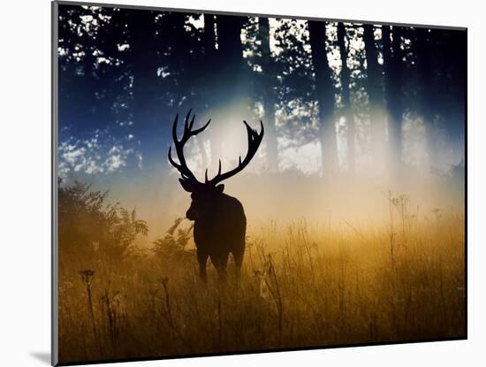 Photographic Print, , large