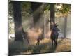 Photographic Print