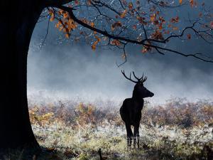 Beautiful Deer Artwork For Sale Posters And Prints Art Com