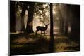Photographic Print