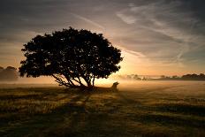 Red Deer Stags Stand in Morning Mist, One with a Crow on His Back-Alex Saberi-Photographic Print