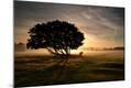 Photographic Print
