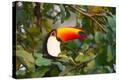 Stretched Canvas Print