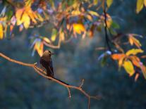 A Western Jackdaw, Corvus Monedula, on a Branch at Sunrise-Alex Saberi-Photographic Print