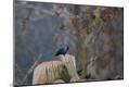 Premium Photographic Print