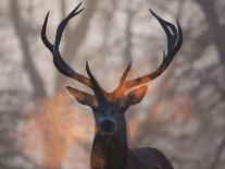 A Red Deer Buck, Cervus Elaphus, Silhouetted Against a Dramatic Sky-Alex Saberi-Photographic Print