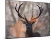 Premium Photographic Print