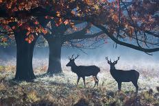 Red Deer Stags in a Forest with Colorful Fall Foliage-Alex Saberi-Photographic Print