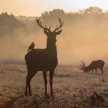 Red Deer Stags Stand in Morning Mist, One with a Crow on His Back-Alex Saberi-Photographic Print