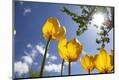 Premium Photographic Print