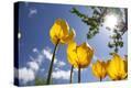 Stretched Canvas Print