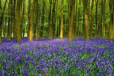 Bluebell Carpet-Alex Stewart-Mounted Giclee Print