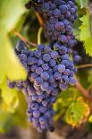 Grapes Ripening in the Sun at a Vineyard in the Alto Douro Region, Portugal, Europe-Alex Treadway-Photographic Print