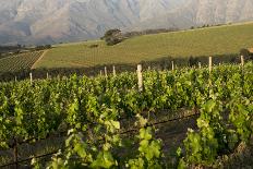 Vineyards Near Stellenbosch in the Western Cape, South Africa, Africa-Alex Treadway-Photographic Print