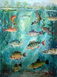 Freshwater Fish, 2010-Alex Williams-Framed Giclee Print