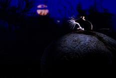Deer Mouse (Peromyscus Maniculatus) On Giant Puffball Mushroom, Watching Mosquito In The Moonlight-Alexander Badyaev-Mounted Photographic Print