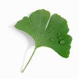 A Ginkgo Leaf with Drops of Water-Alexander Feig-Photographic Print