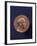 Alexander Fleming Prix Nobel 1945-null-Framed Photographic Print