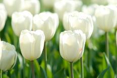 Tulips, Blossoms, White, Sunlight-Alexander Georgiadis-Photographic Print