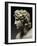 Alexander III, the Great, 356-323 BC, King of Macedonia-null-Framed Photographic Print