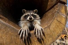 A Raccoon in a Hollow. the Raccoon Stretched out its Paws in the Camera and Looks into the Camera.-Alexander Khitrov-Photographic Print