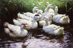 Ducks under Birch Twigs-Alexander Koester-Giclee Print