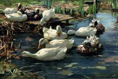 Ducks at the Lake's Edge-Alexander Koester-Framed Giclee Print