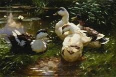 Ducks under Birch Twigs-Alexander Koester-Giclee Print