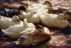 Ducks in Shallow Water Reed; Enten in Flachem Schilfwasser-Alexander Koester-Giclee Print