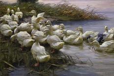 Ducks on a Riverbank-Alexander Koester-Giclee Print