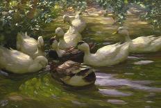 Ducks on a Pond with Waterlilies-Alexander Koester-Giclee Print