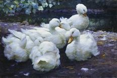 Ducks on the Bank of a River-Alexander Max Koester-Framed Premier Image Canvas