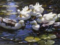 Ducks on the Bank of a River-Alexander Max Koester-Premier Image Canvas