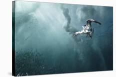 Beqa Shark Labs-Alexander Safonov-Framed Premier Image Canvas