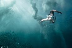 Plunge Diver-Alexander Safonov-Giclee Print