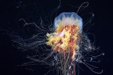 Lion's Mane Jellyfish, Japan-Alexander Semenov-Framed Photographic Print