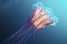 Lion's Mane Jellyfish, Japan-Alexander Semenov-Framed Photographic Print