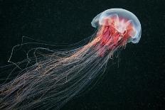 Lion's Mane Jellyfish-Alexander Semenov-Framed Photographic Print